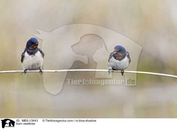 barn swallows / MBS-13643