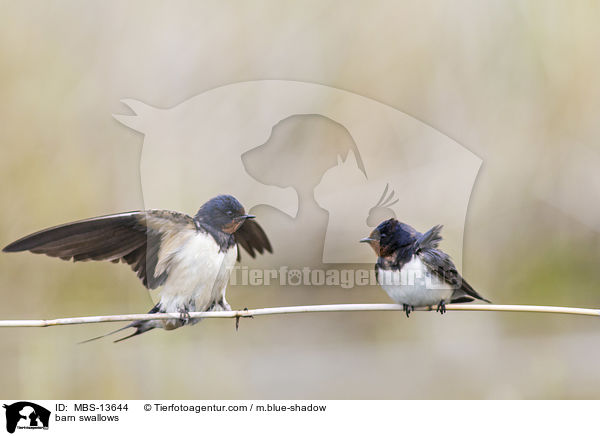 barn swallows / MBS-13644