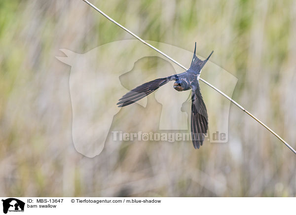 barn swallow / MBS-13647