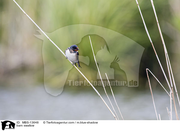 barn swallow / MBS-13648