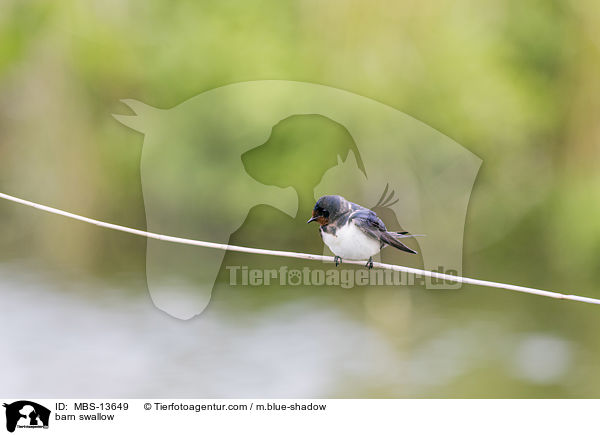 barn swallow / MBS-13649