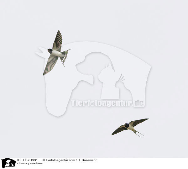 Rauchschwalben / chimney swallows / HB-01931