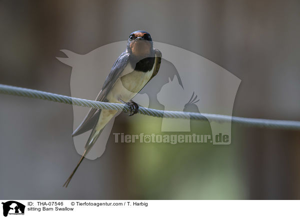 sitzende Rauchschwalbe / sitting Barn Swallow / THA-07546