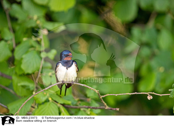 Barn swallow sitting on branch / MBS-23973