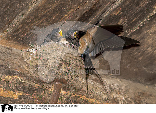 Barn swallow feeds nestlings / WS-09694
