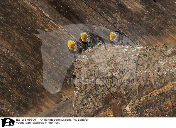 junge Rauschschwalben im Nest / young barn swallows in the nest / WS-09696
