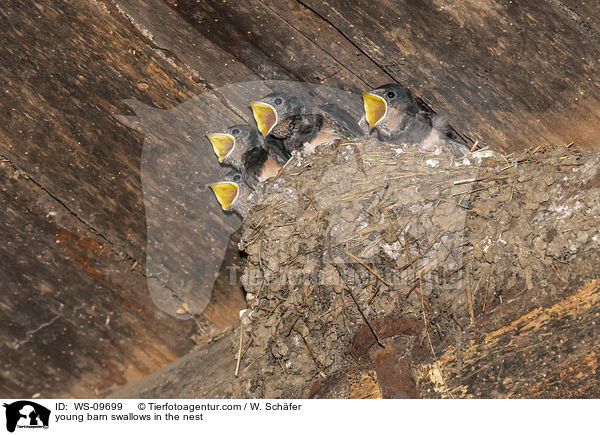 junge Rauschschwalben im Nest / young barn swallows in the nest / WS-09699