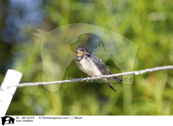 Rauchschwalbe / barn swallow / JM-12223