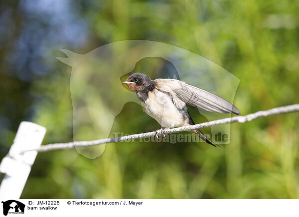 Rauchschwalbe / barn swallow / JM-12225