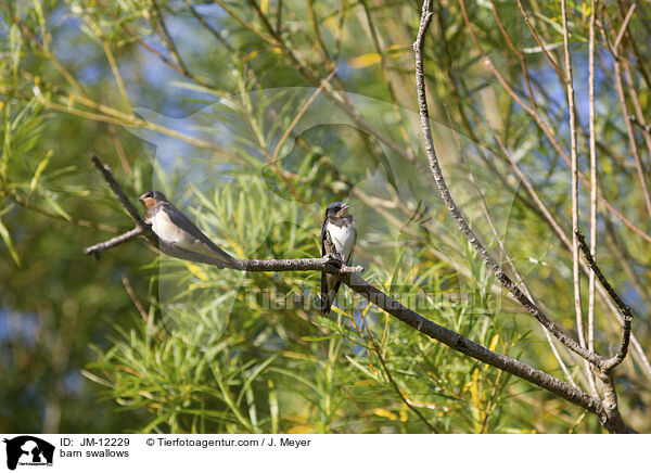 Rauchschwalben / barn swallows / JM-12229