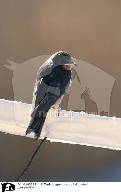 barn swallow / HL-03632