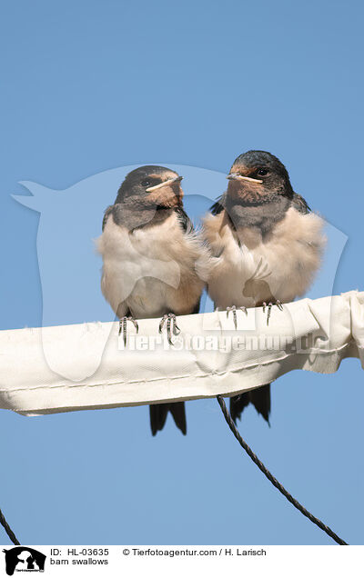 barn swallows / HL-03635