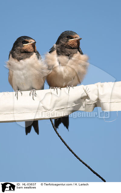 Rauchschwalben / barn swallows / HL-03637