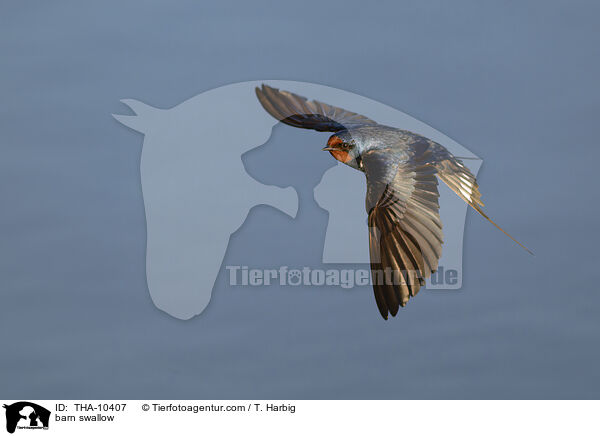 barn swallow / THA-10407