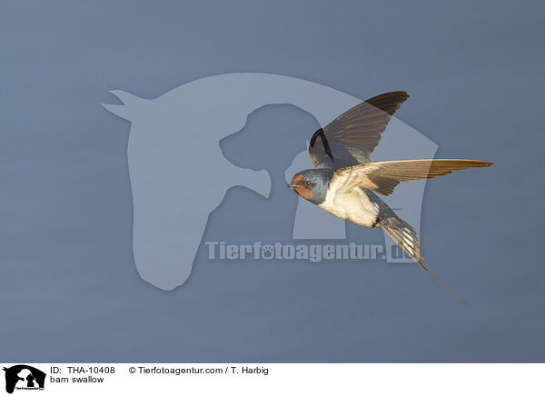 Rauchschwalbe / barn swallow / THA-10408