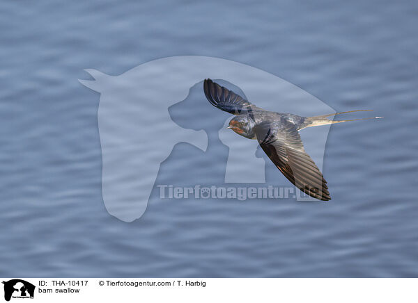 barn swallow / THA-10417