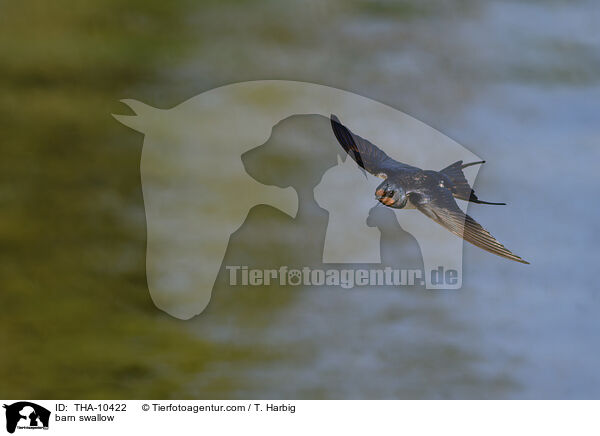 barn swallow / THA-10422