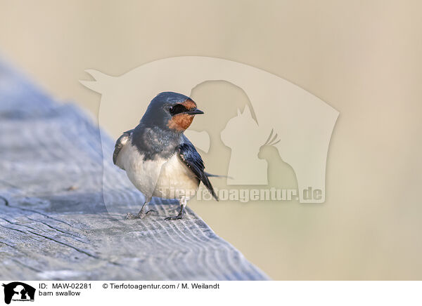 Rauchschwalbe / barn swallow / MAW-02281