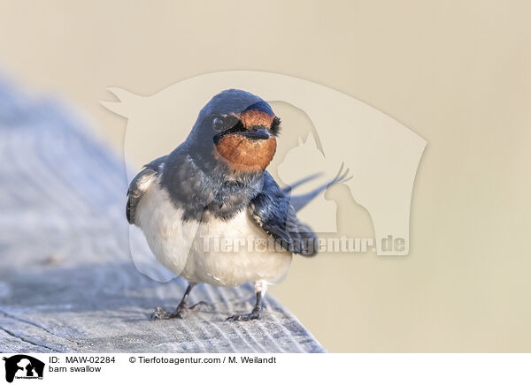 Rauchschwalbe / barn swallow / MAW-02284