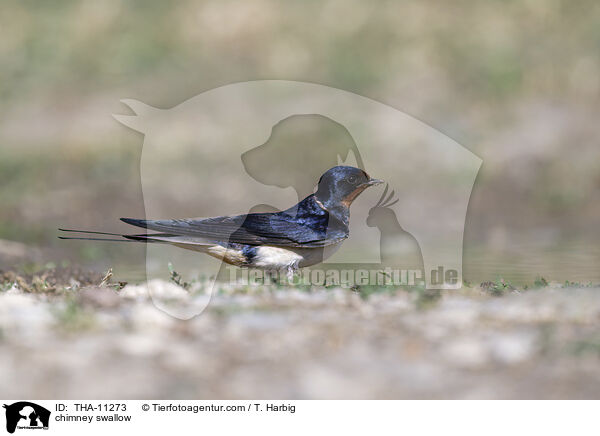 Rauchschwalbe / chimney swallow / THA-11273