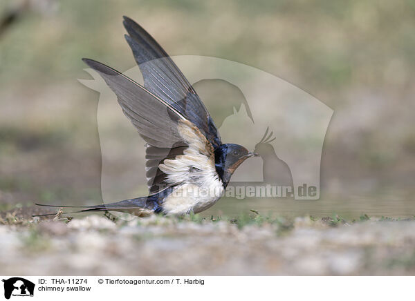 Rauchschwalbe / chimney swallow / THA-11274