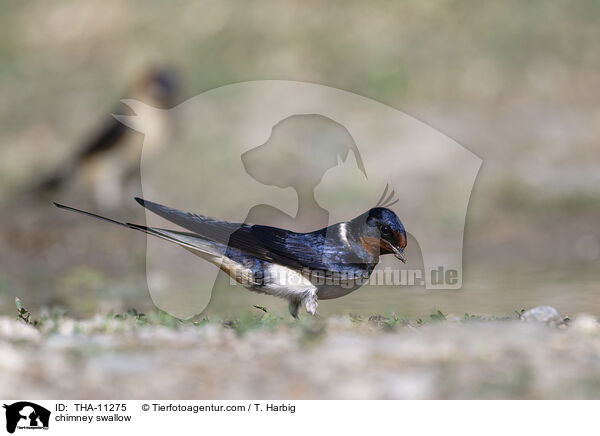 Rauchschwalbe / chimney swallow / THA-11275