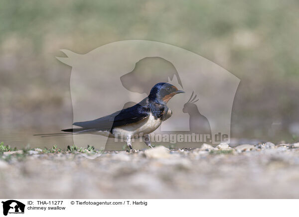 Rauchschwalbe / chimney swallow / THA-11277