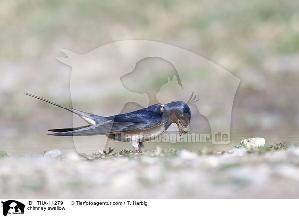 Rauchschwalbe / chimney swallow / THA-11279