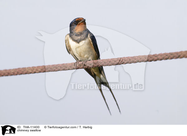 Rauchschwalbe / chimney swallow / THA-11400