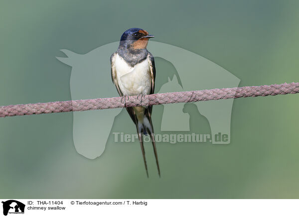Rauchschwalbe / chimney swallow / THA-11404