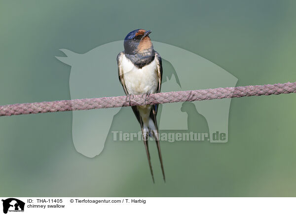 Rauchschwalbe / chimney swallow / THA-11405