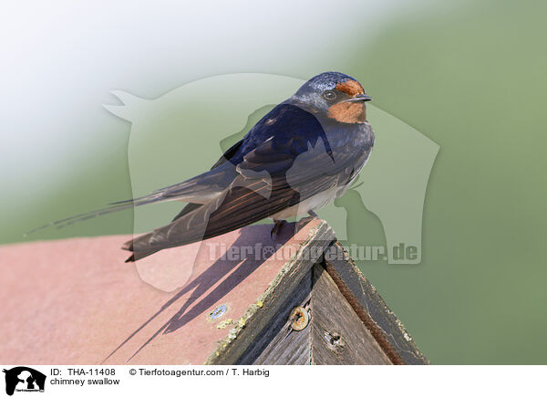 Rauchschwalbe / chimney swallow / THA-11408