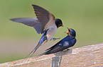 chimney swallow