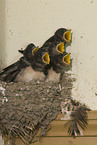 young barn swallows
