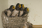 young barn swallows