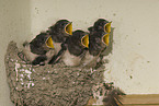young barn swallows