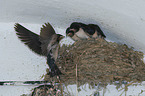 Barn Swallows