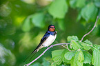 Barn swallow sitting on branch