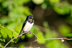 Barn swallow sitting on branch