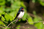Barn swallow sitting on branch