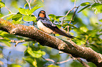 Barn swallow sitting on branch