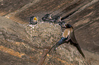 Barn swallow feeds nestlings