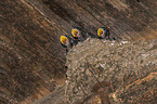 young barn swallows in the nest