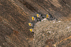 young barn swallows in the nest