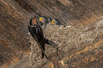 Barn swallow feeds nestlings