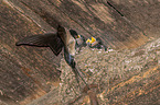 Barn swallow feeds nestlings