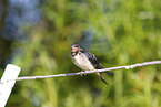 barn swallow