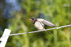 barn swallow