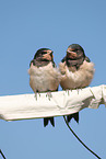 barn swallows