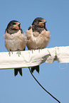 barn swallows